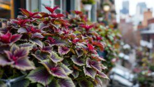 Se scegli l’heuchera avrai tante foglie viola colorate in balcone per tutto l’inverno